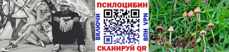 даркнет телеграм  магазин продажи   Бирюч  Псилоцибиновые грибы Cubensis  МЕГА рабочий сайт 